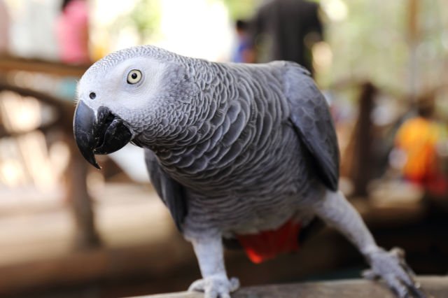 Ini 5 Rahasia Kenapa Burung Beo Pintar Meniru Suara Manusia. Bahkan Bisa Merdu Juga Kalau Nyanyi!