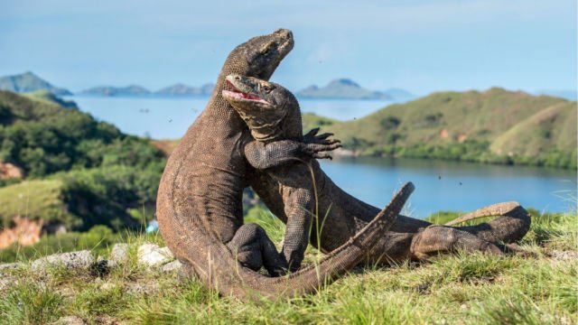 Pulau Komodo