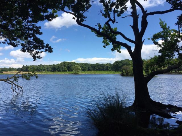 Richmond Park di London