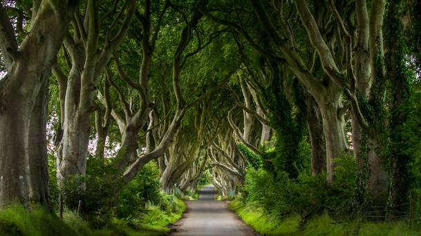 The Dark Hedges