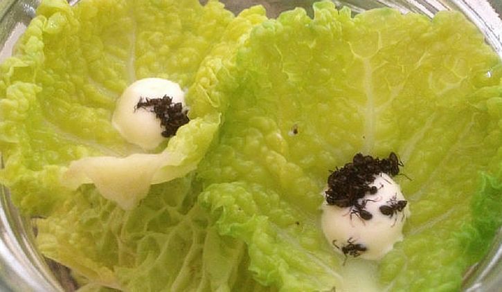 8 Hewan yang Emang Sering Dimakan Hidup-hidup di Seluruh Dunia. Semut Pun Dibuat Jadi Salad!