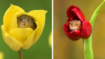 10 Foto Tikus di Dalam Bunga Tulip Karya Miles Herbert Ini Imut dan Gemesin Banget Sih!