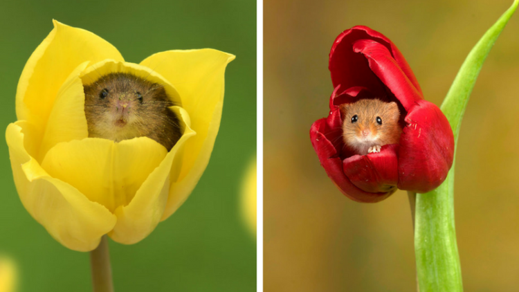 10 Foto Tikus di Dalam Bunga Tulip Karya Miles Herbert Ini Imut dan Gemesin Banget Sih!