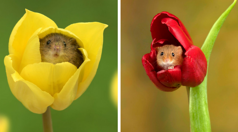 10 Foto Tikus di Dalam Bunga Tulip Karya Miles Herbert Ini Imut dan Gemesin Banget Sih!