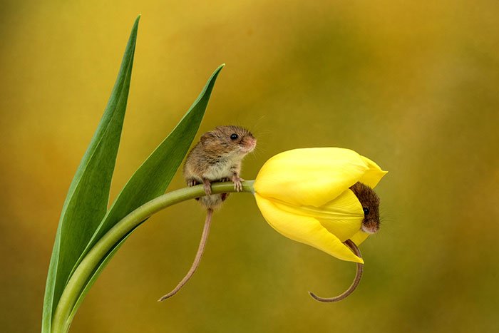 10 Foto Tikus di Dalam Bunga Tulip Karya Miles Herbert Ini Imut dan Gemesin Banget Sih!