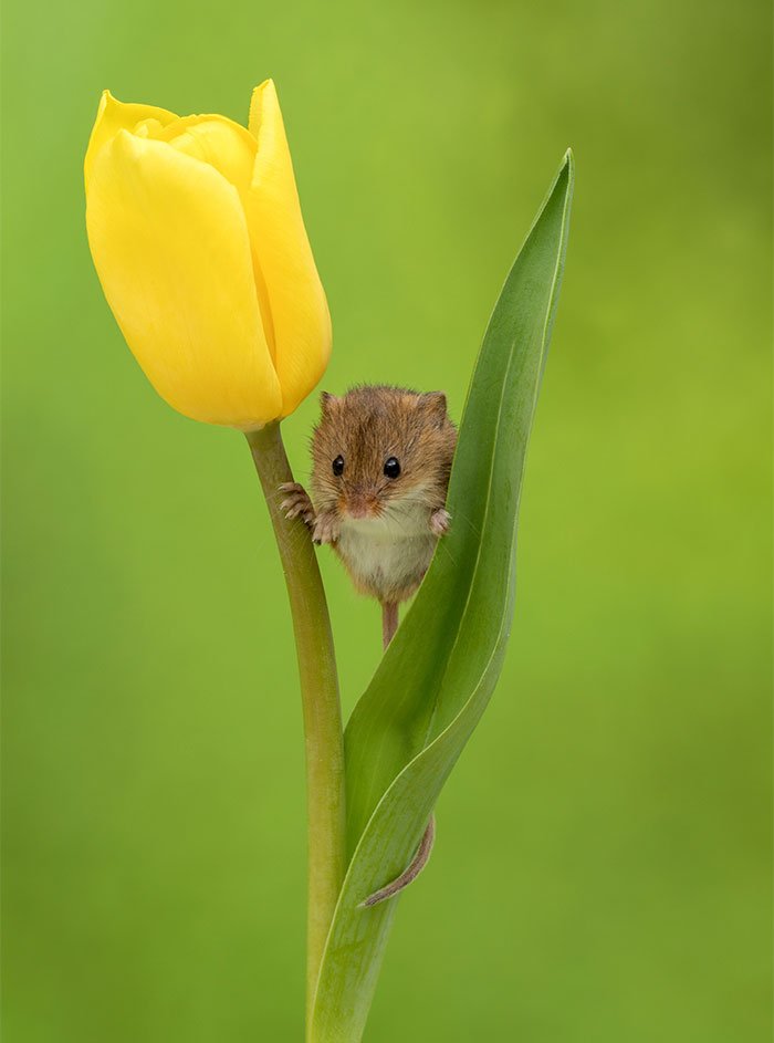 10 Foto Tikus di Dalam Bunga Tulip Karya Miles Herbert Ini Imut dan Gemesin Banget Sih!