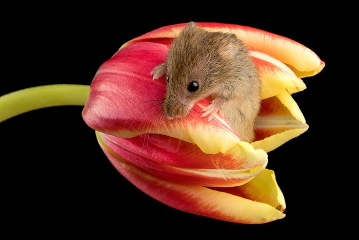 10 Foto Tikus di Dalam Bunga Tulip Karya Miles Herbert Ini Imut dan Gemesin Banget Sih!