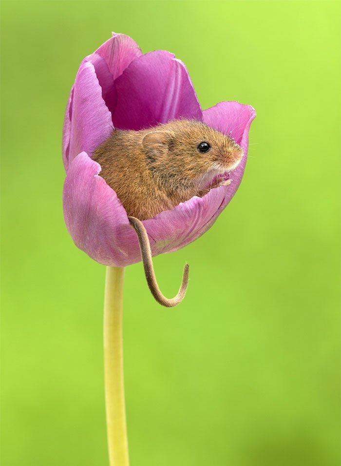 10 Foto Tikus di Dalam Bunga Tulip Karya Miles Herbert Ini Imut dan Gemesin Banget Sih!