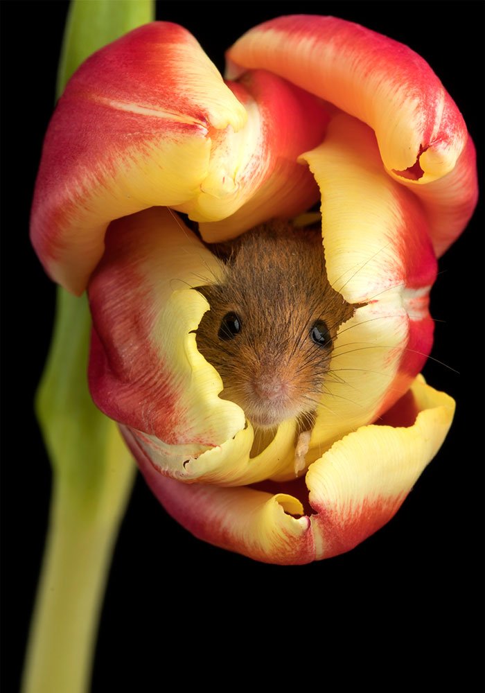 10 Foto Tikus di Dalam Bunga Tulip Karya Miles Herbert Ini Imut dan Gemesin Banget Sih!