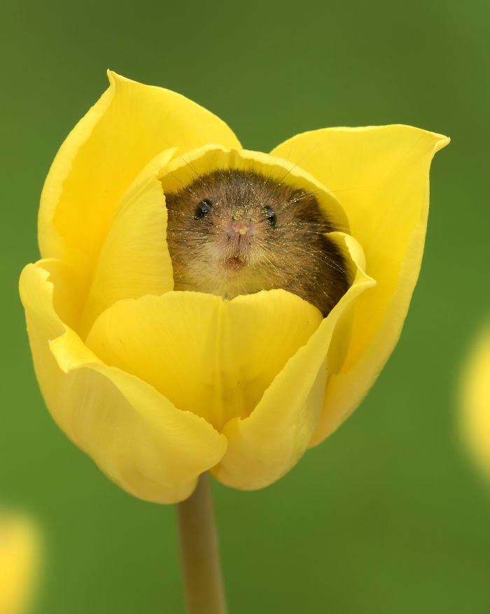 10 Foto Tikus di Dalam Bunga Tulip Karya Miles Herbert Ini Imut dan Gemesin Banget Sih!