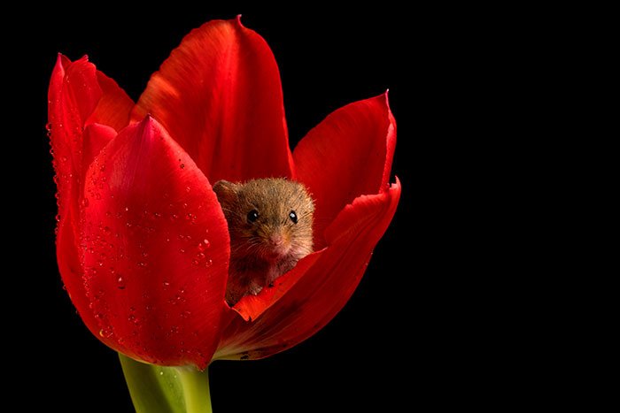 10 Foto Tikus di Dalam Bunga Tulip Karya Miles Herbert Ini Imut dan Gemesin Banget Sih!