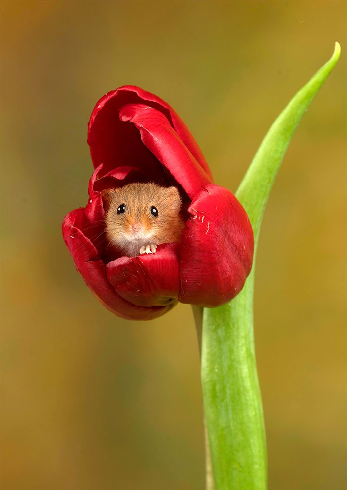 10 Foto Tikus di Dalam Bunga Tulip Karya Miles Herbert Ini Imut dan Gemesin Banget Sih!