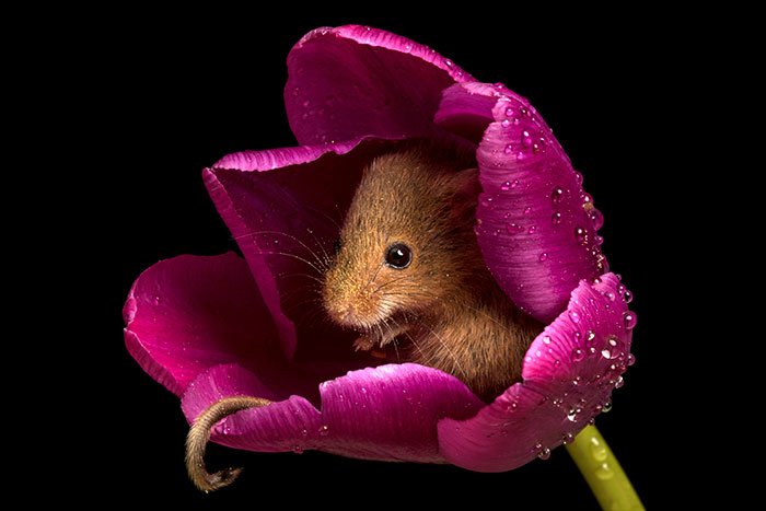 10 Foto Tikus di Dalam Bunga Tulip Karya Miles Herbert Ini Imut dan Gemesin Banget Sih!