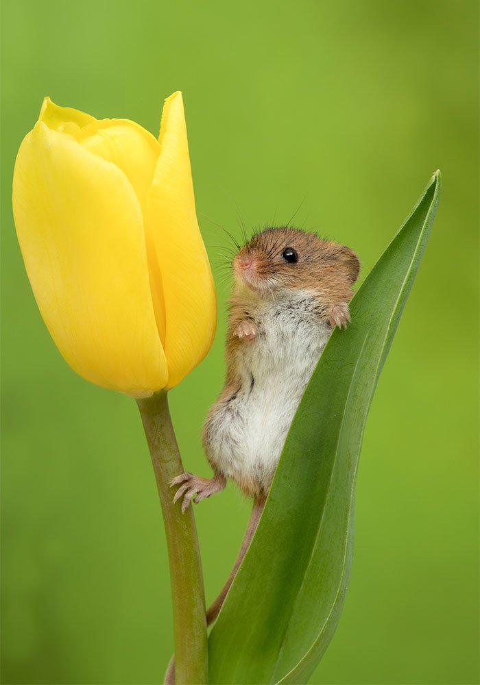 10 Foto Tikus di Dalam Bunga Tulip Karya Miles Herbert Ini Imut dan Gemesin Banget Sih!