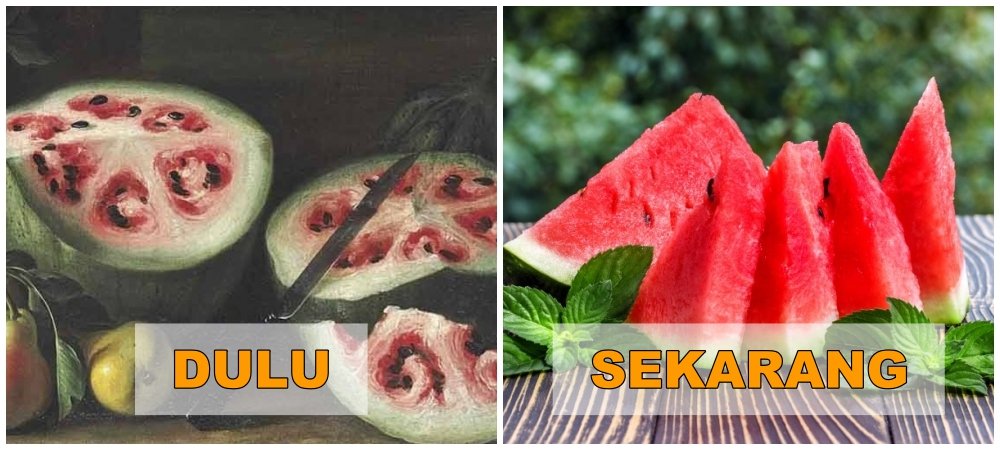 7+ Potret Buah dan Sayur Sebelum Direkayasa Genetik. Beda Banget Sama yang Kita Kenal Sekarang!