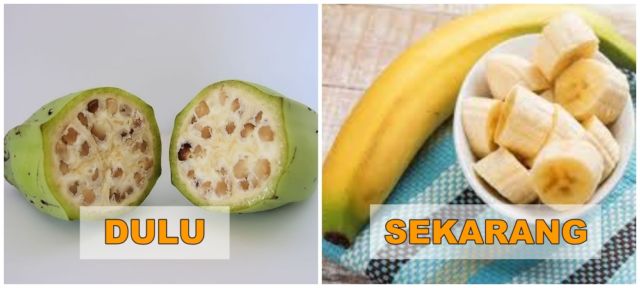 7+ Potret Buah dan Sayur Sebelum Direkayasa Genetik. Beda Banget Sama yang Kita Kenal Sekarang!