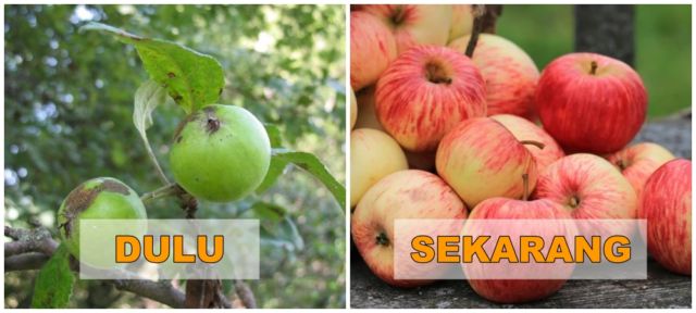 7+ Potret Buah dan Sayur Sebelum Direkayasa Genetik. Beda Banget Sama yang Kita Kenal Sekarang!