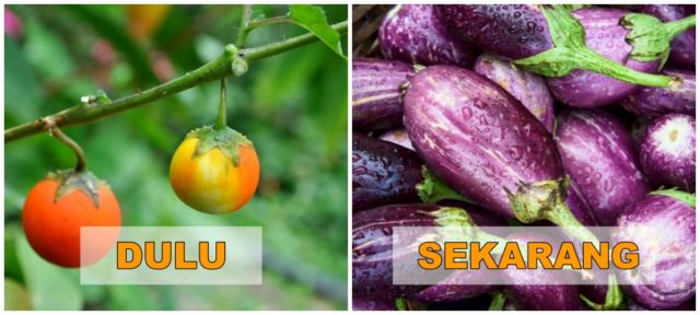 7+ Potret Buah dan Sayur Sebelum Direkayasa Genetik. Beda Banget Sama yang Kita Kenal Sekarang!