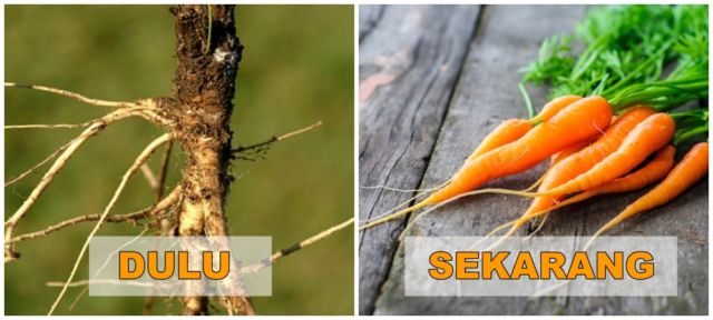 7+ Potret Buah dan Sayur Sebelum Direkayasa Genetik. Beda Banget Sama yang Kita Kenal Sekarang!