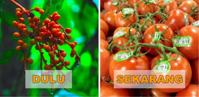 7+ Potret Buah dan Sayur Sebelum Direkayasa Genetik. Beda Banget Sama yang Kita Kenal Sekarang!