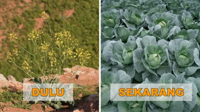 7+ Potret Buah dan Sayur Sebelum Direkayasa Genetik. Beda Banget Sama yang Kita Kenal Sekarang!