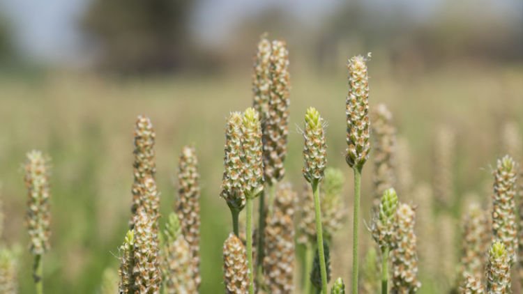 Manfaat dari Psyllium Husk, Turunkan Kolesterol dan Gula Darah Tinggi