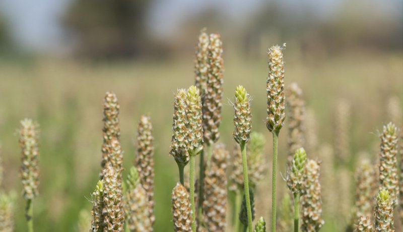 Manfaat dari Psyllium Husk, Turunkan Kolesterol dan Gula Darah Tinggi