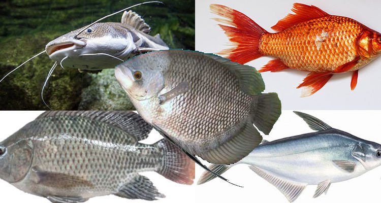 5 Jenis Ikan Favorit Masyarakat Indonesia