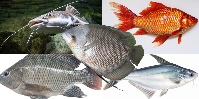 5 Jenis Ikan Favorit Masyarakat Indonesia