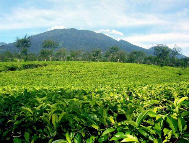 Kebun Teh Wonosari