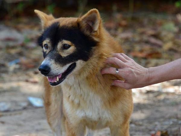 13 Pola Unik yang Ada di Tubuh Anjing ini Memang Bikin Gemas. Kok Bisa Sih Bentuknya Kayak Gitu?