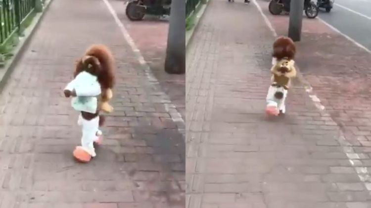 Dianggap Lucu dan Menggemaskan, Fakta Anjing yang Berjalan Layaknya Manusia Ini Justru Menyedihkan