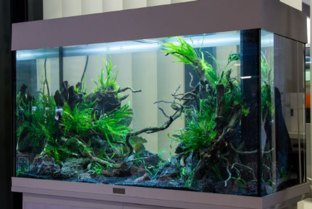 Berniat Menghiasi Rumah Dengan Aquarium? Cek Daftar 5 Ikan Hias Paling di Cari Berikut Ini!