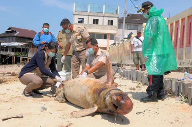 5 Fakta Soal Tumpahan Minyak di Balikpapan. Parah Banget, Sampai Keliatan dari Satelit