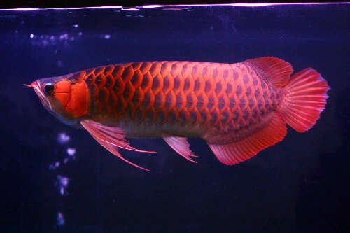 Ikan Arwana Sceleropages SP