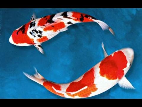 Ikan Koi