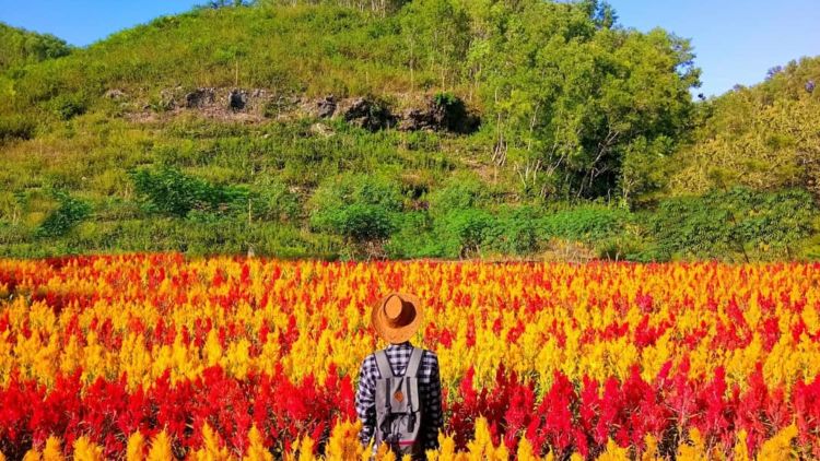 Kebun Bunga Celosia nan Indah Terhampar di Pesisir Gunungkidul, Jogja. Wah Instagramable Banget!