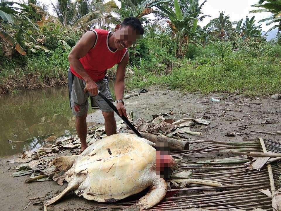 Seakan-akan Bangga Sudah Bantai dan Masak Penyu, Postingan Ini Bikin Warganet Geram Tak Habis Pikir