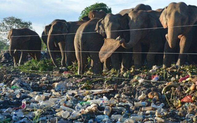 Gara-gara Manusia Buang Sampah Sembarangan, 5 Hewan Ini Sedihnya Jadi Suka Makan Plastik