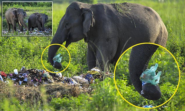 Gara-gara Manusia Buang Sampah Sembarangan, 5 Hewan Ini Sedihnya Jadi Suka Makan Plastik