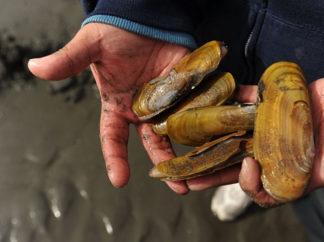 Fenomena Langka yang Luar Biasa, Pantai di AS Ini Menyala Biru Terang. Di Indonesia Juga Pernah Ada