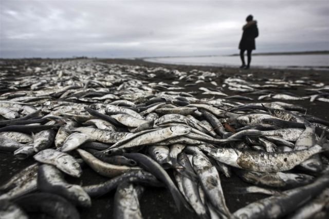 Fenomena Langka yang Luar Biasa, Pantai di AS Ini Menyala Biru Terang. Di Indonesia Juga Pernah Ada