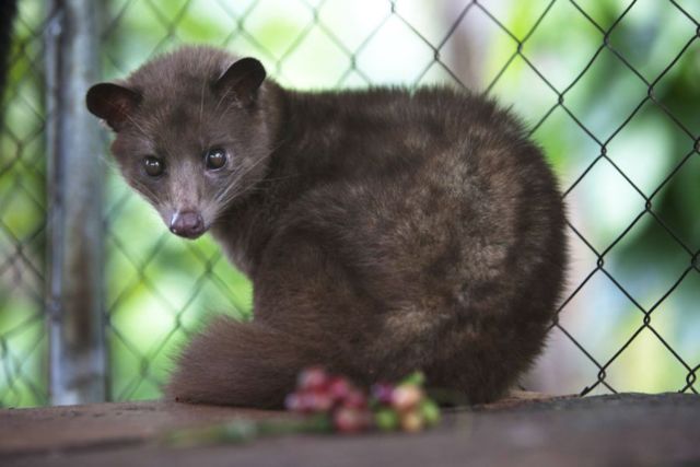 Harganya Selangit dan Dicari-cari, Ternyata Ada Fakta Miris di Balik Proses Pembuatan Kopi Luwak