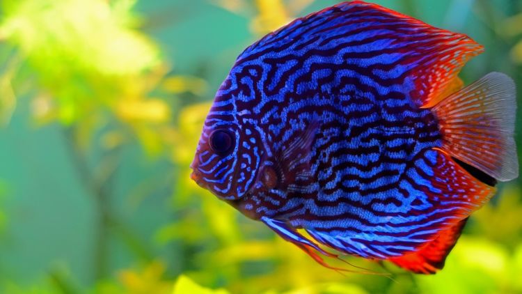 7 Fakta Unik ‘Discus’ Si Raja Ikan Hias