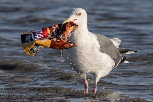 Gara-gara Manusia Buang Sampah Sembarangan, 5 Hewan Ini Sedihnya Jadi Suka Makan Plastik