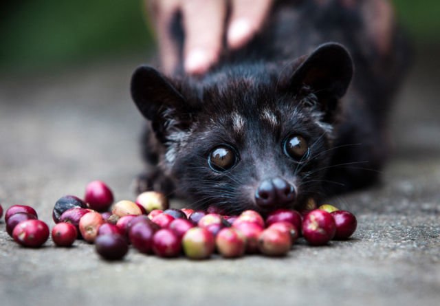 Harganya Selangit dan Dicari-cari, Ternyata Ada Fakta Miris di Balik Proses Pembuatan Kopi Luwak