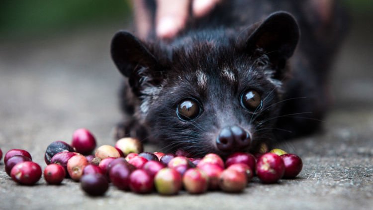 Harganya Selangit dan Dicari-cari, Ternyata Ada Fakta Miris di Balik Proses Pembuatan Kopi Luwak