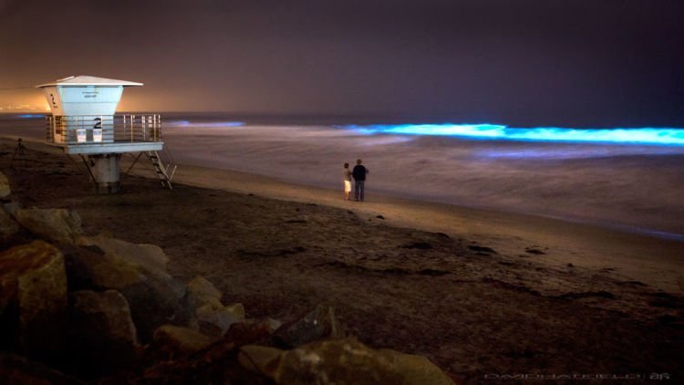 Fenomena Langka yang Luar Biasa, Pantai di AS Ini Menyala Biru Terang. Di Indonesia Juga Pernah Ada