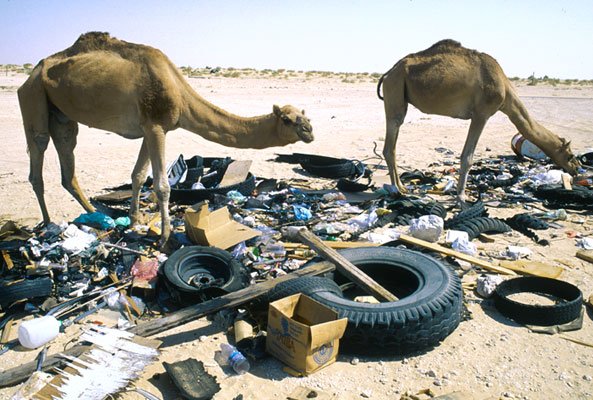 Gara-gara Manusia Buang Sampah Sembarangan, 5 Hewan Ini Sedihnya Jadi Suka Makan Plastik