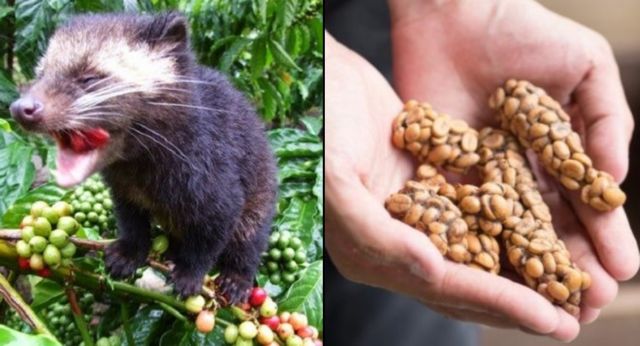 Harganya Selangit dan Dicari-cari, Ternyata Ada Fakta Miris di Balik Proses Pembuatan Kopi Luwak